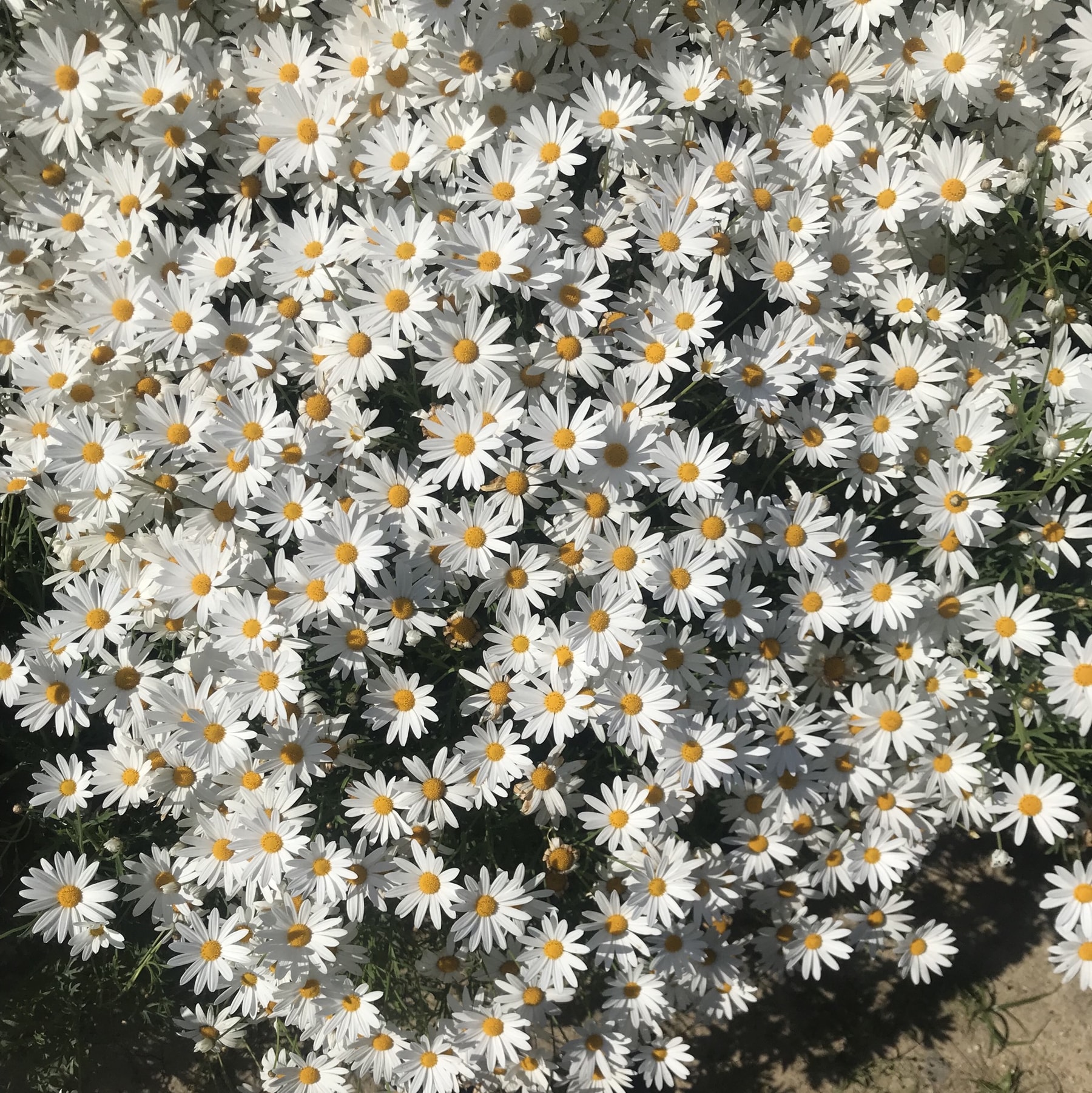 連休のお知らせ🌷