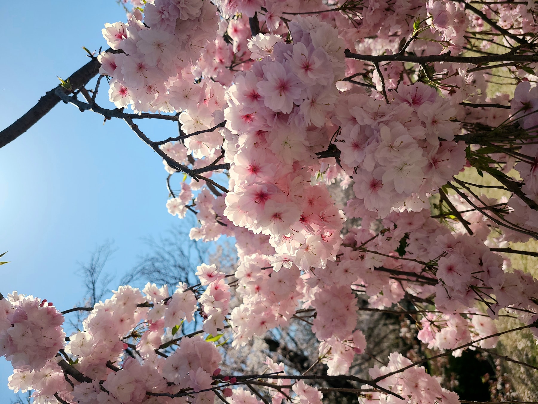 お花見☆