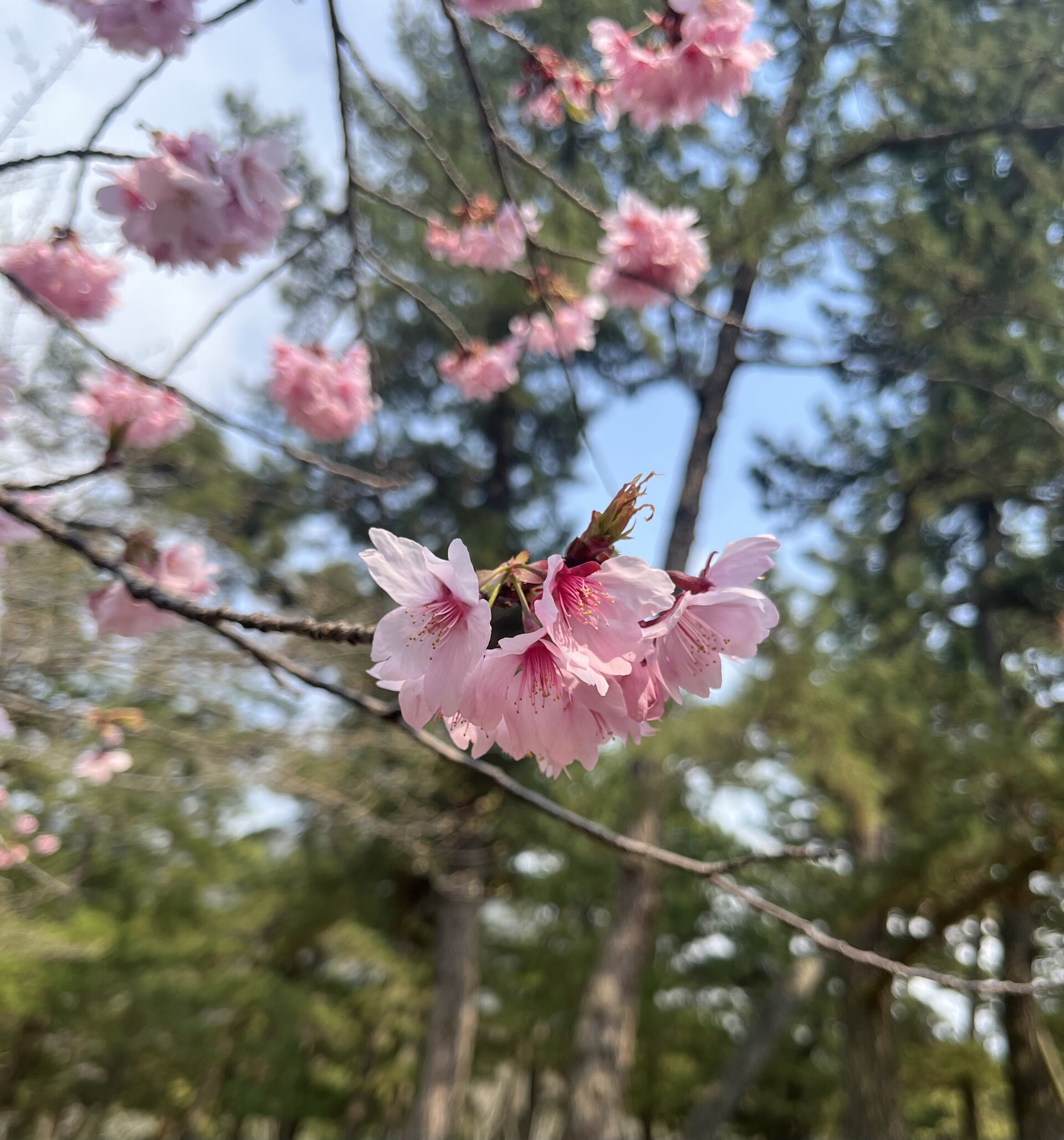春