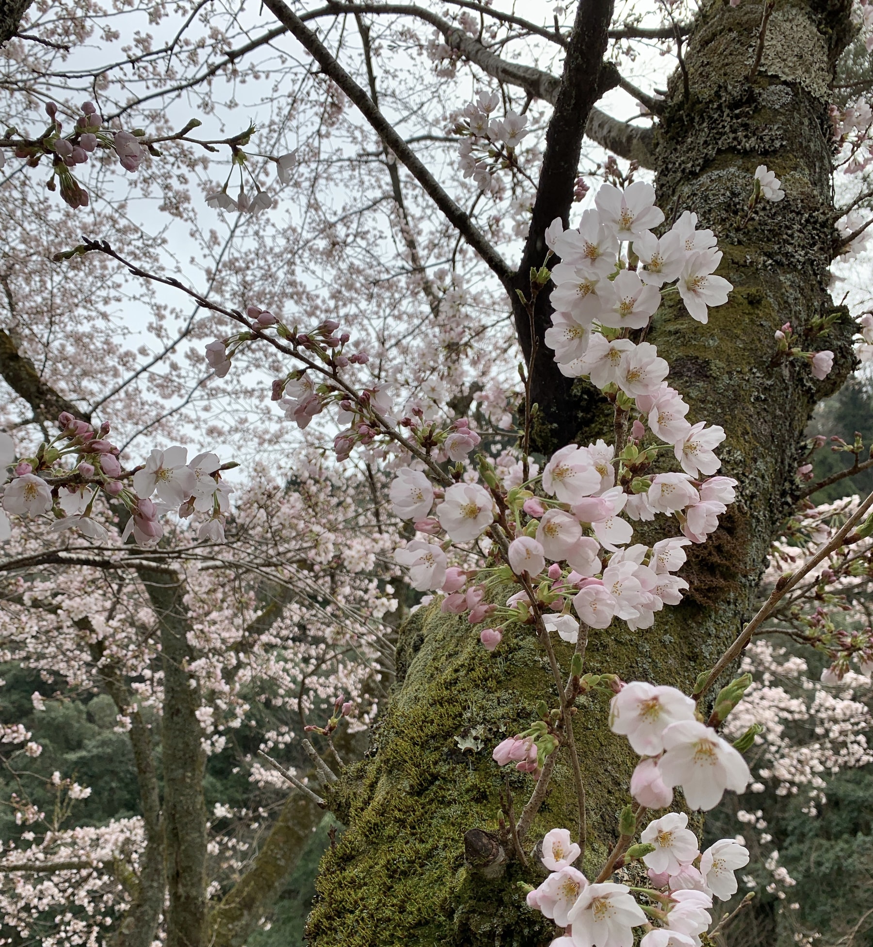 桜、露天風呂