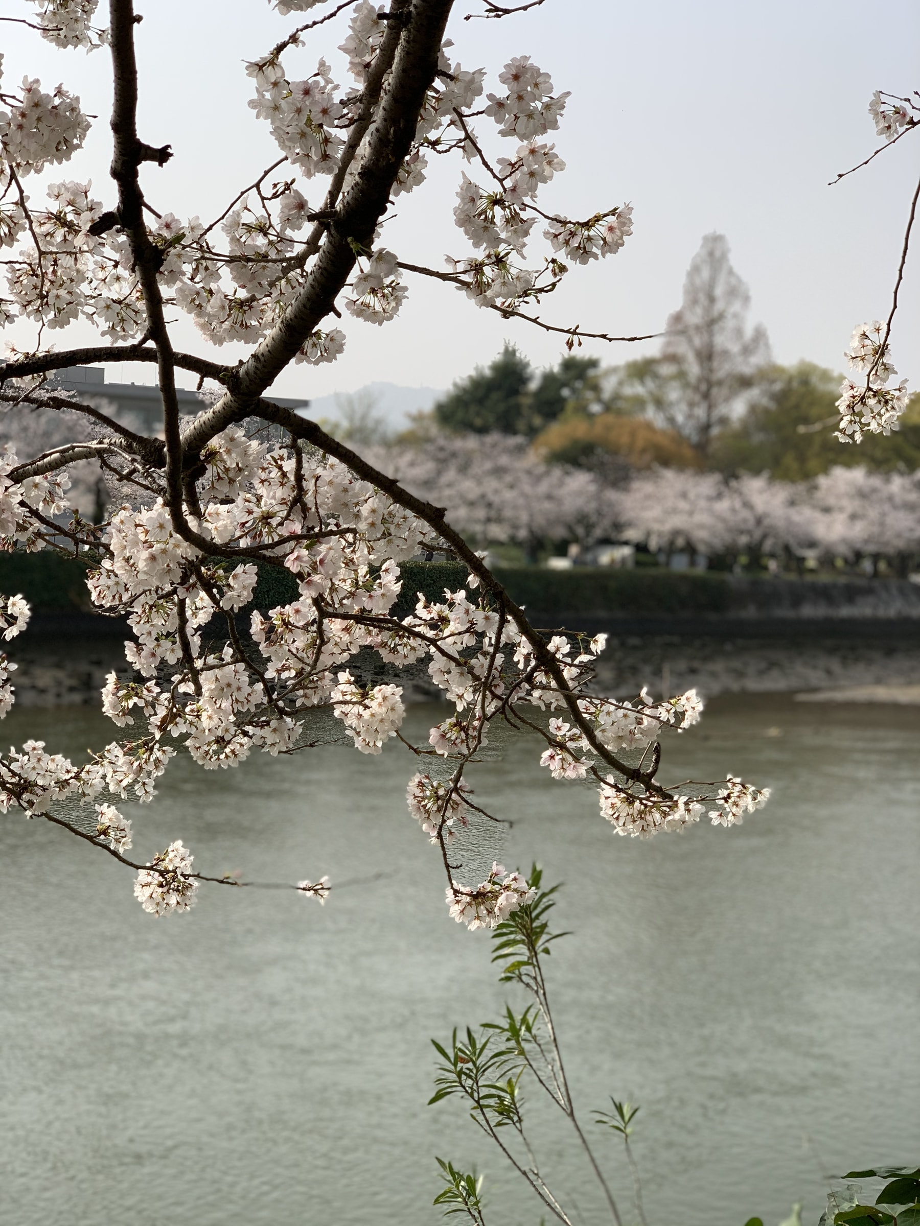 桜っていいですねーー！