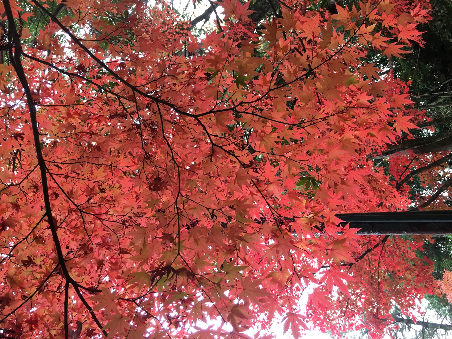 紅葉