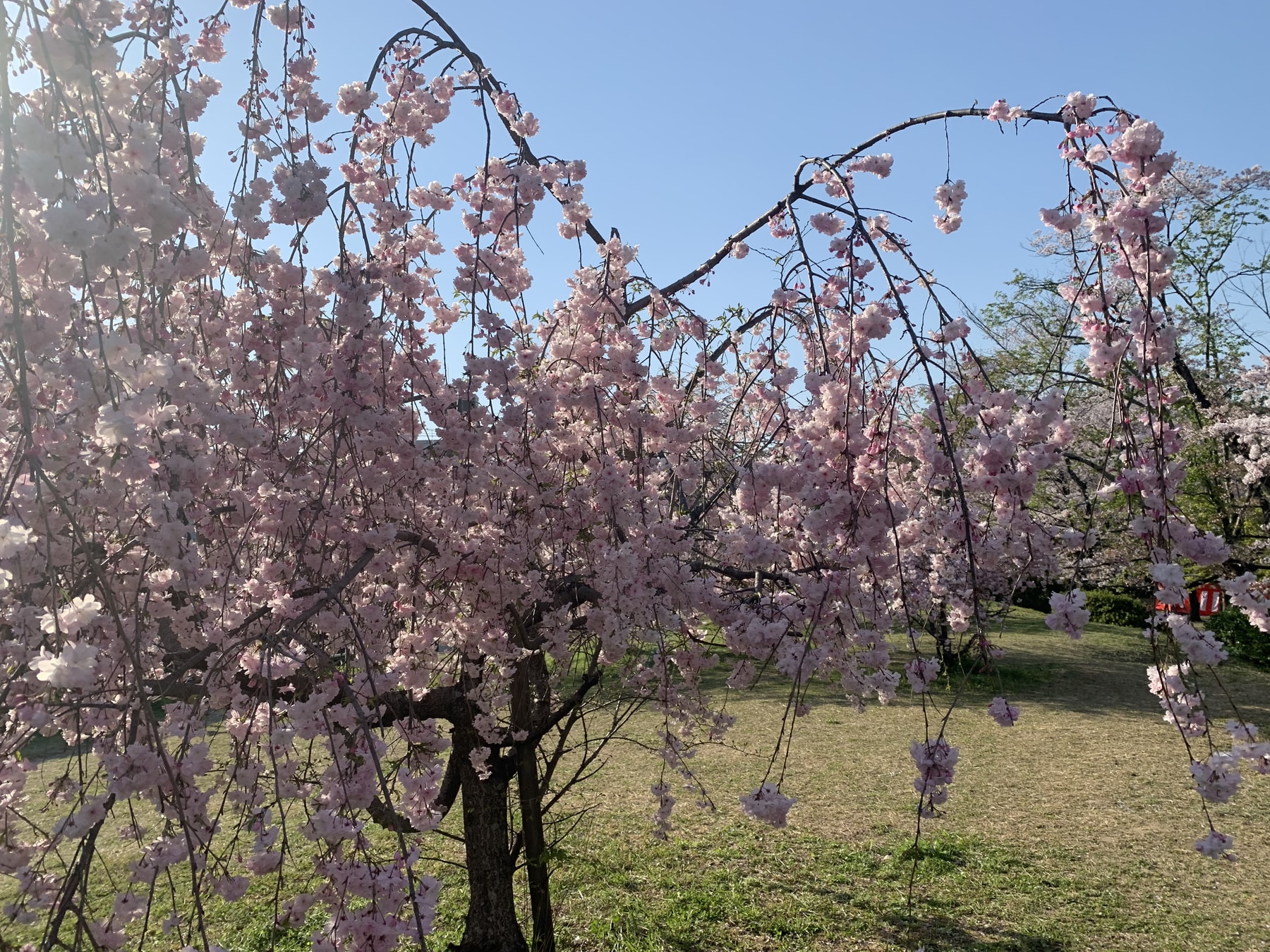 河塚の4月のスケジュールについて☆