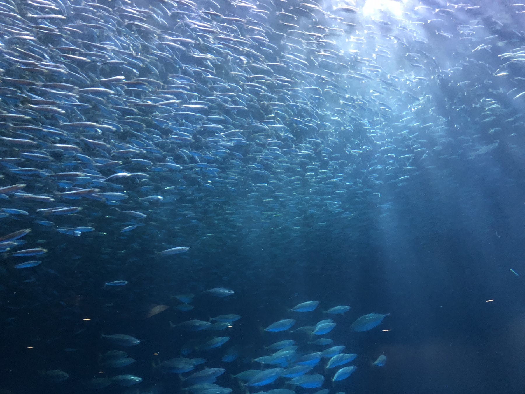 水族館