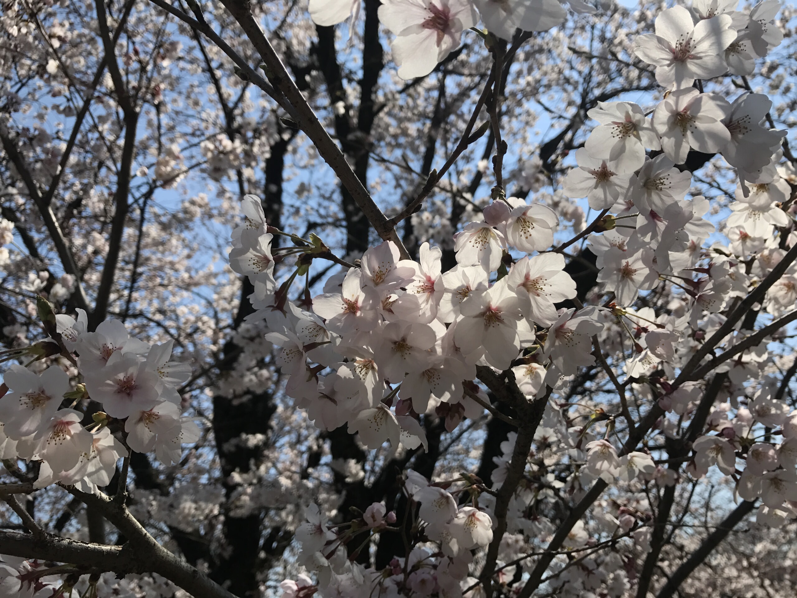 春はイメチェン
