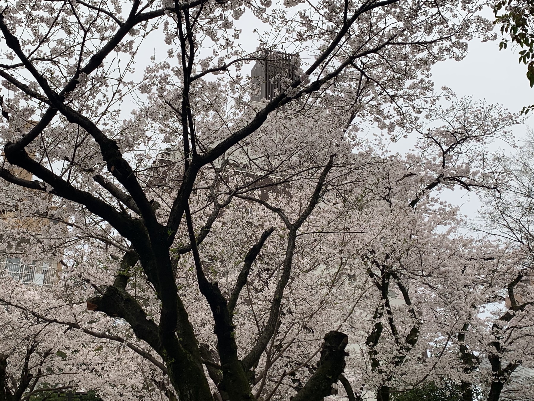 産休育休のお知らせ★