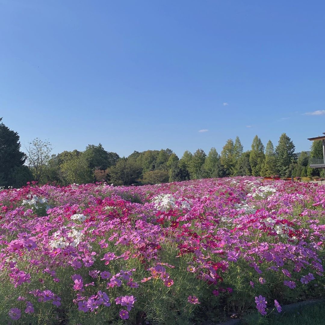 お花畑