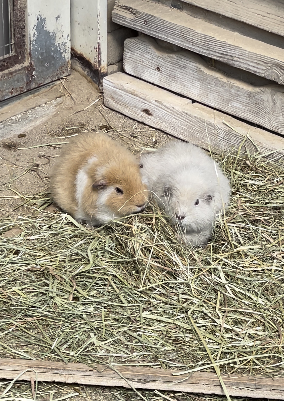 安佐動物公園