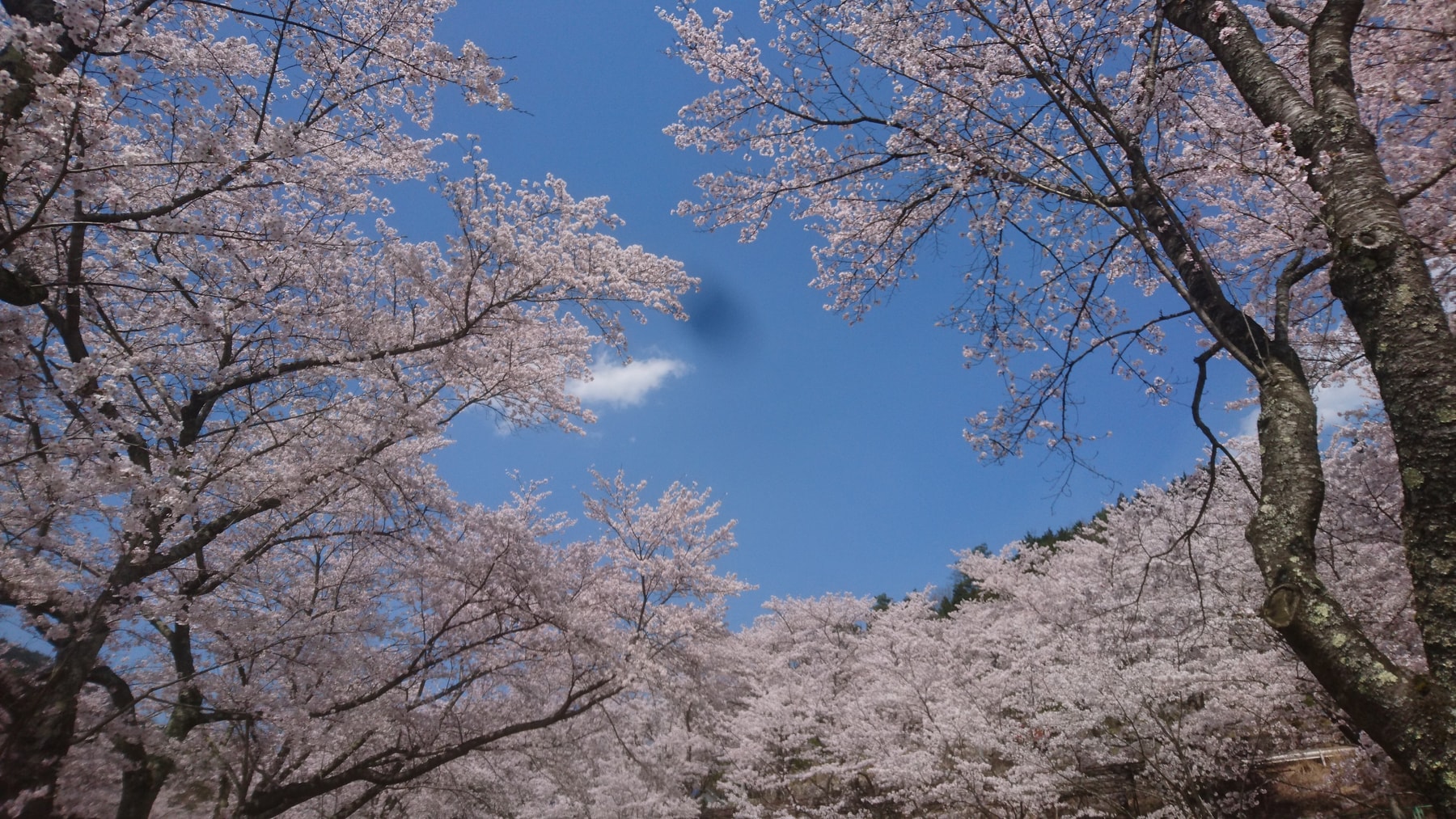 春