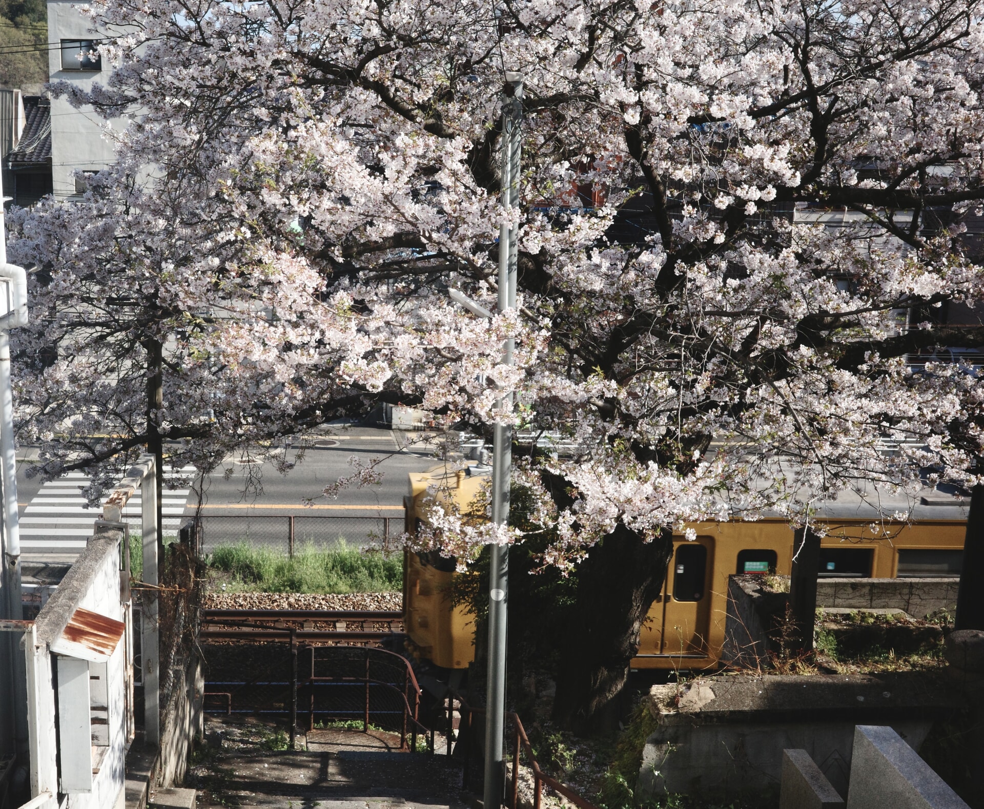 お花見
